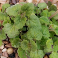 Scutellaria indica parvifolia